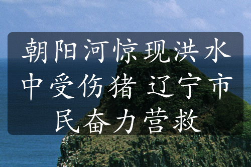 朝阳河惊现洪水中受伤猪 辽宁市民奋力营救